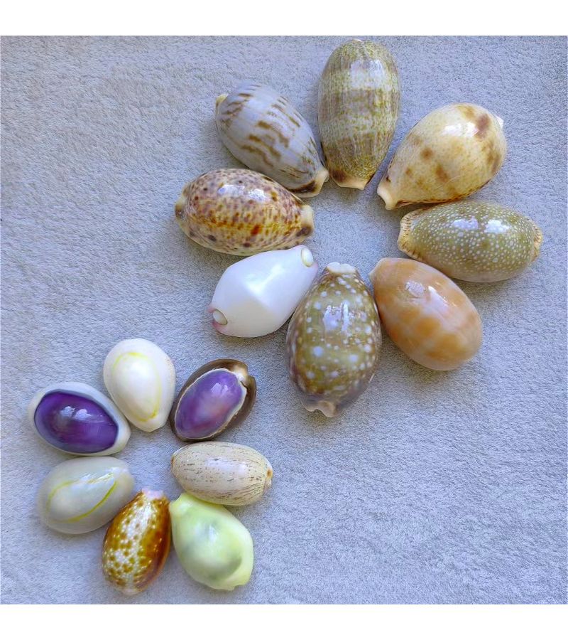 50G Colorful Seashells Decorative Fish Tank Landscapes Home Decor Treasure Snails - Image 2