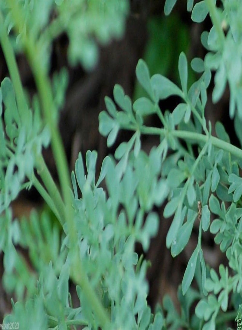 GGOOT 500 RUE Seeds, HERB of Grace,Common RUE (Ruta graveolens) Organic! - Image 4