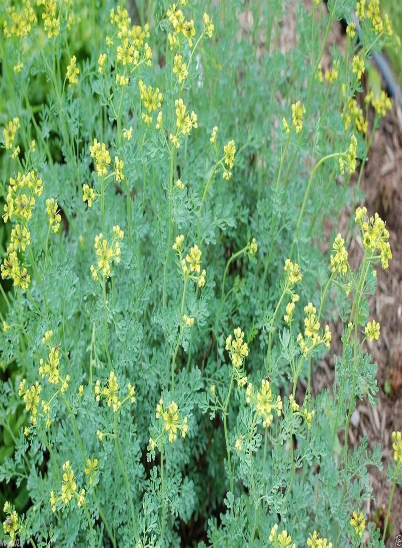 GGOOT 500 RUE Seeds, HERB of Grace,Common RUE (Ruta graveolens) Organic! - Image 3