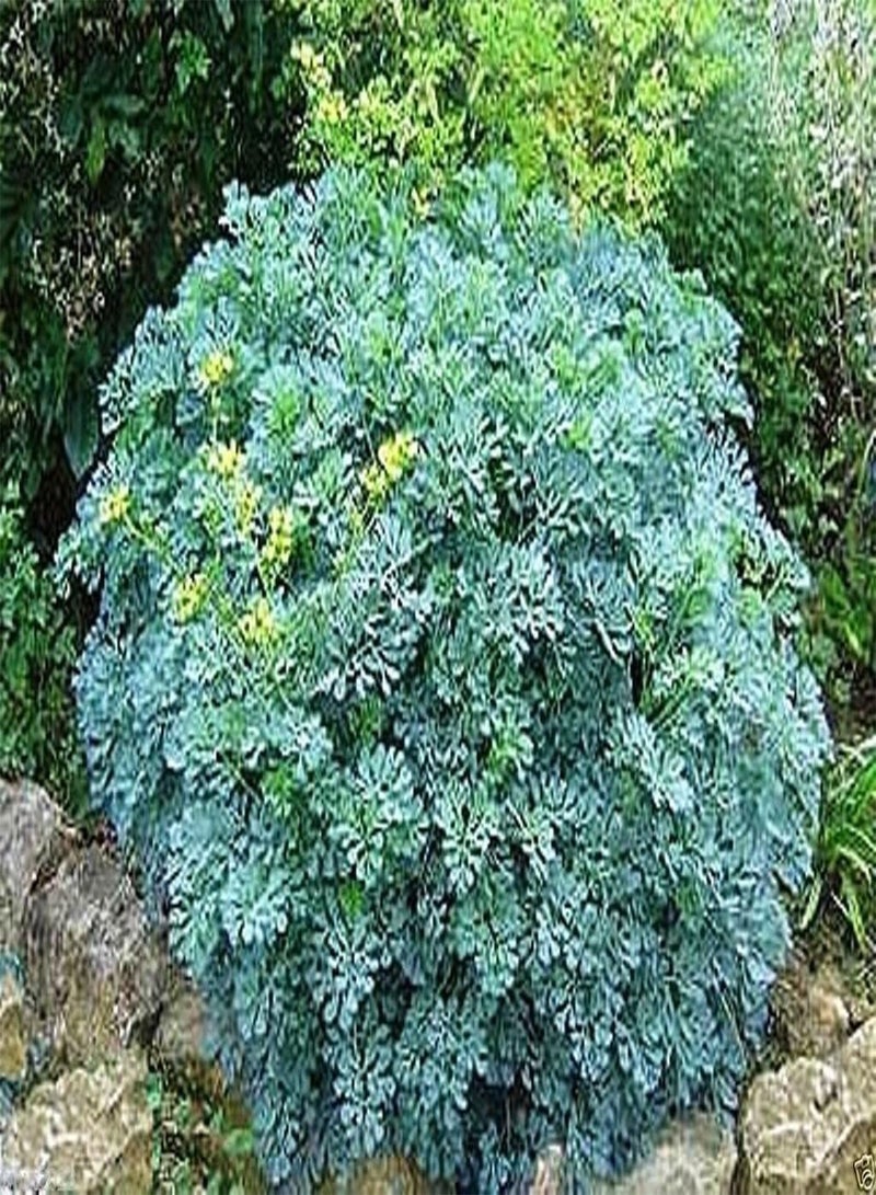GGOOT 500 RUE Seeds, HERB of Grace,Common RUE (Ruta graveolens) Organic! - Image 1