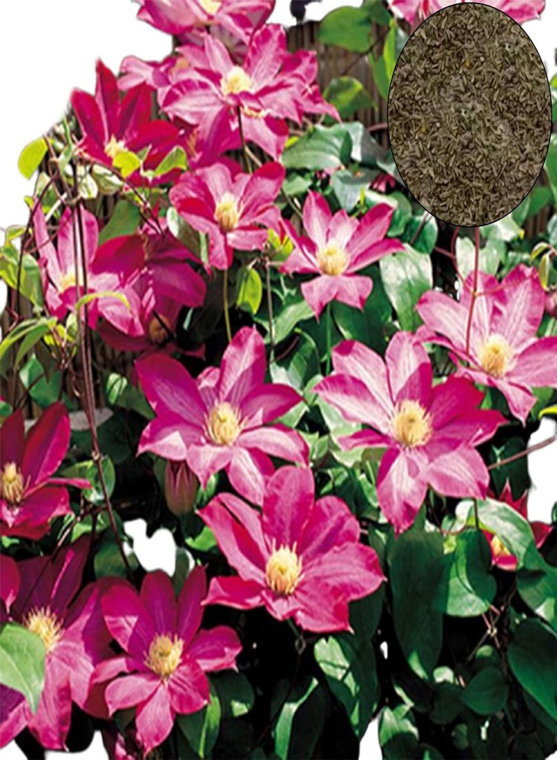 GGOOT 100Pcs/Bag Clematis Seeds Healthy Easy to Plant DIY House Decorative Plants Seeds for Home Clematis Seeds for Pergolas - Image 5