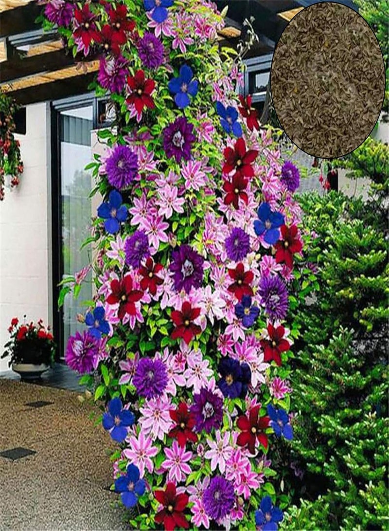 GGOOT 100Pcs/Bag Clematis Seeds Healthy Easy to Plant DIY House Decorative Plants Seeds for Home Clematis Seeds for Pergolas - Image 4