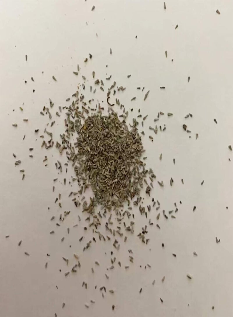 GGOOT 100Pcs/Bag Clematis Seeds Healthy Easy to Plant DIY House Decorative Plants Seeds for Home Clematis Seeds for Pergolas - Image 3