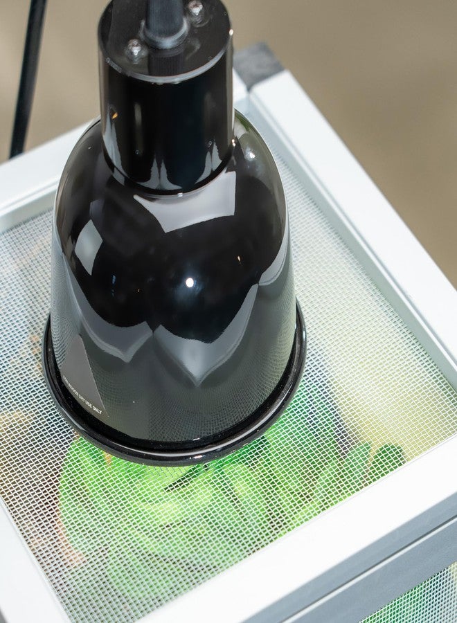 Toxirium Jumping Spider Enclosure, Toxirium Small Reptile Cage 8" x 8" x 12", Hatching Habitat, Dual Doors, Screen & Acrylic Ventilation, Easy Assembly, for Lizards, Frogs, Geckos - Image 4