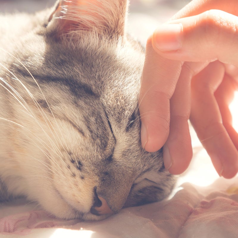 PETMAKER Cat House - Indoor Bed with Removable Foam Cushion - Cat Cave for Puppies, Rabbits, Guinea Pigs, Hedgehogs, and Other Small Animals by PETMAKER (Pink) - Image 5