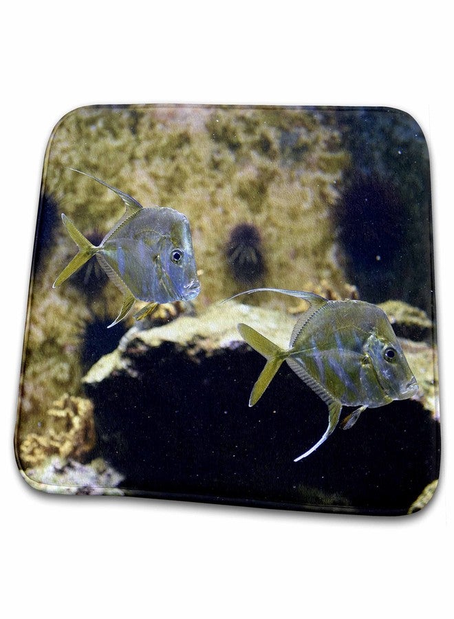 3DROSE Dish Drying Mat - lookdown fish swimming in aquarium Animal - Image 1