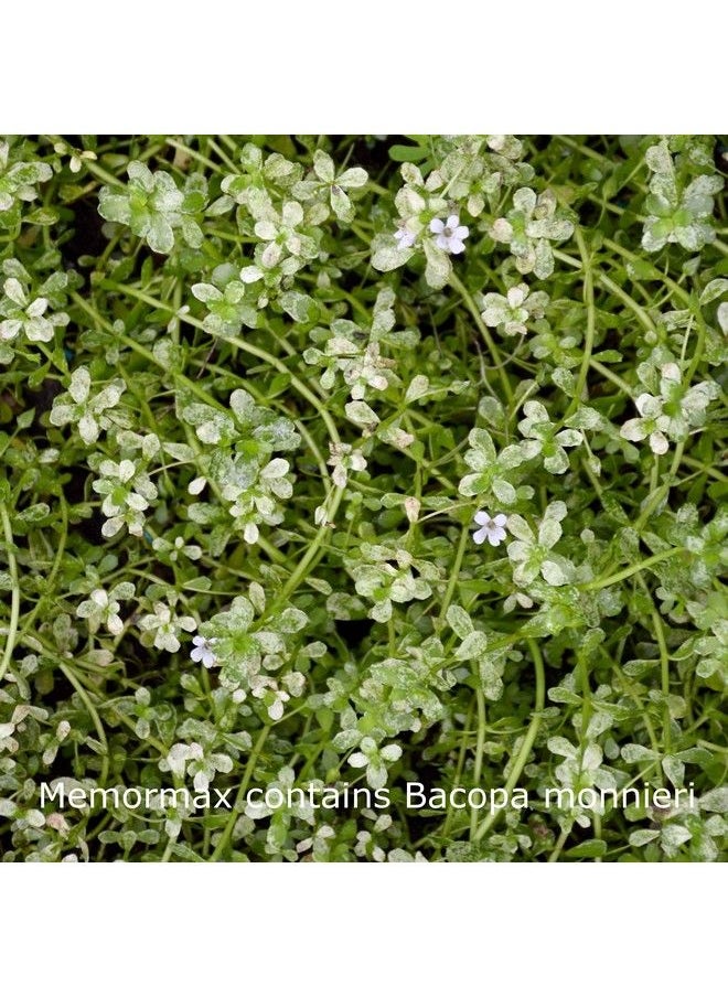 AmericonPlus - Memormax Brain Supplement For Memory Focus & Mental Clarity With Ginkgo Biloba Bacopa Alpha Gpc Dmae Phosphatidylserine L Carnitine Huperzine A; 60 Caps - Image 1