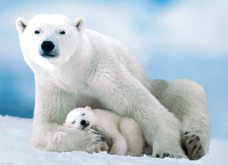 EuroGraphics Polar Bear and Baby Puzzle (1000-Piece), 6000-1198 - Image 3