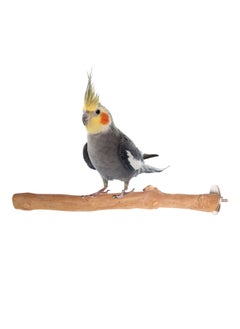 CHEWY BEAK Birds Stand Java wood small Parrot small Birds Cocktiel Love birds Sun Conures Wood Perch Natural Indonesian Wooden Tree branch Cage Accessories stick  - Image 1