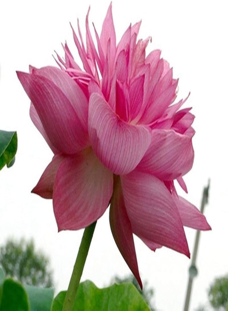 GGOOT 20Pcs Mix Lotus Seeds Water Lily Bonsai Balcony Garden Hydroponic Flower Plant - Lotus Seeds  - Image 2