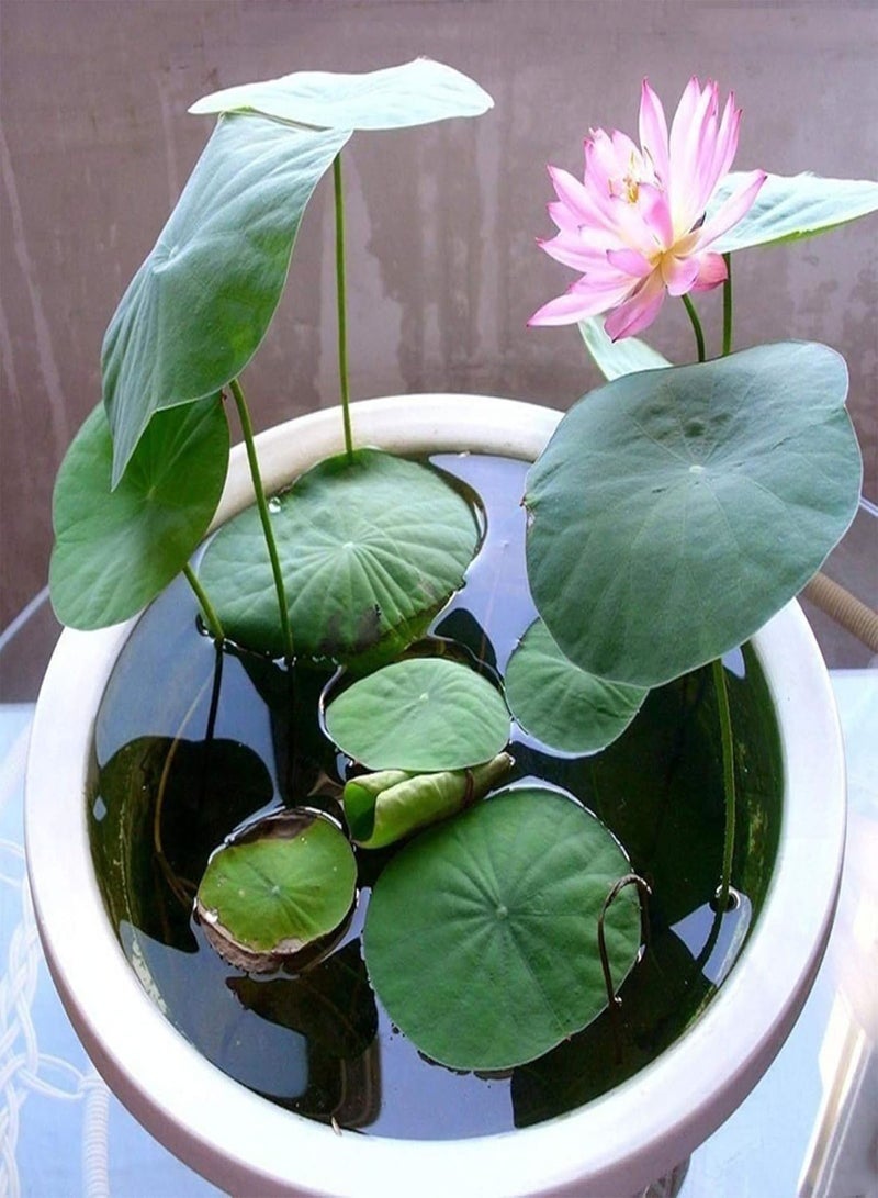 GGOOT 20Pcs Mix Lotus Seeds Water Lily Bonsai Balcony Garden Hydroponic Flower Plant - Lotus Seeds  - Image 1