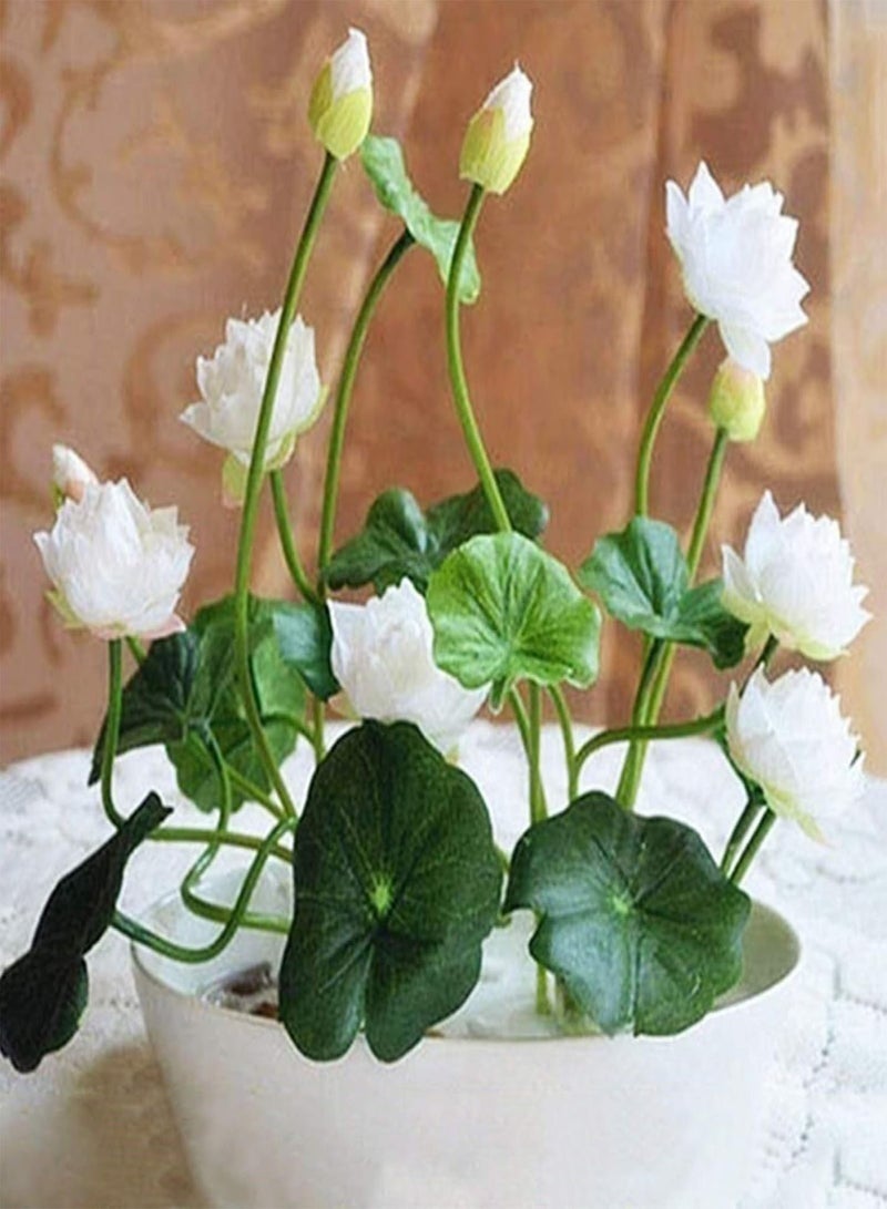 GGOOT 20Pcs Mix Lotus Seeds Water Lily Bonsai Balcony Garden Hydroponic Flower Plant - Lotus Seeds  - Image 4