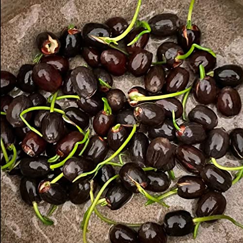 VISTATU 30+ Pcs Bonsai Bowl Lotus Seeds, Water Lily Flower Plant Seed Flowering Aquatic Fresh Garden Seeds for Pond Home Planting Ornamental(Mixed Color) - Image 5