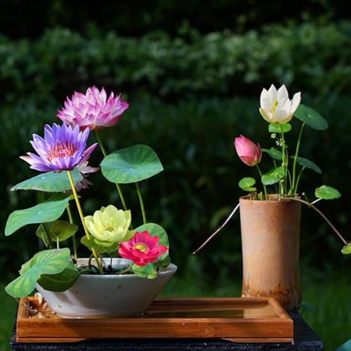 VISTATU 30+ Pcs Bonsai Bowl Lotus Seeds, Water Lily Flower Plant Seed Flowering Aquatic Fresh Garden Seeds for Pond Home Planting Ornamental(Mixed Color) - Image 2