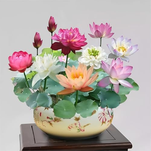 VISTATU 30+ Pcs Bonsai Bowl Lotus Seeds, Water Lily Flower Plant Seed Flowering Aquatic Fresh Garden Seeds for Pond Home Planting Ornamental(Mixed Color) - Image 1