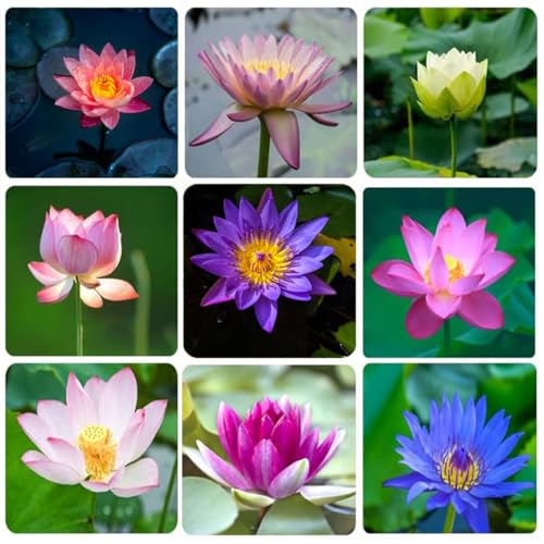 VISTATU 30+ Pcs Bonsai Bowl Lotus Seeds, Water Lily Flower Plant Seed Flowering Aquatic Fresh Garden Seeds for Pond Home Planting Ornamental(Mixed Color) - Image 3