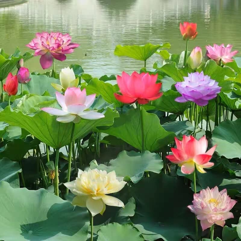 VISTATU 30+ Pcs Bonsai Bowl Lotus Seeds, Water Lily Flower Plant Seed Flowering Aquatic Fresh Garden Seeds for Pond Home Planting Ornamental(Mixed Color) - Image 4