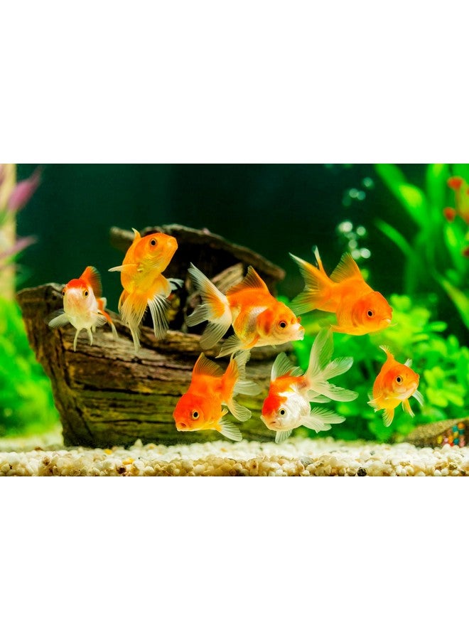 دانر مضخة مياه أكوا-ماج سوبريم 350 جالونًا في الساعة بمحرك مغناطيسي من شركة دانر للتصنيع، رقم 02513 - Image 4