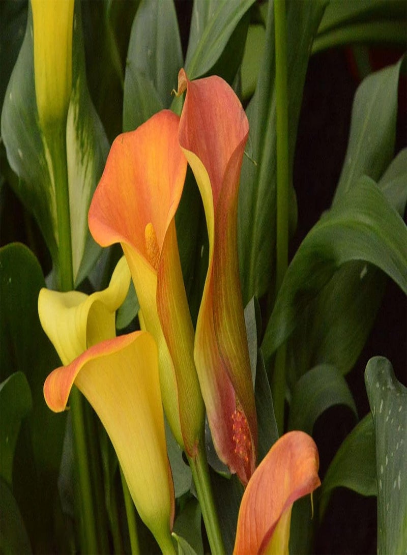 GGOOT 4Stück orangefarbene Calla Lilien Zwiebeln seltene Sorten pflegeleicht bringt Erfüllung natürliches Wachstum Landschaftsgestaltung Vielseitigkeit Calla Zwiebeln - Image 4