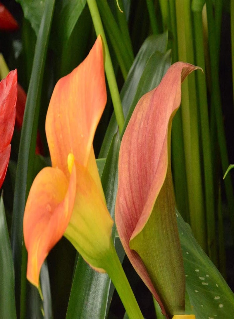 GGOOT 4Stück orangefarbene Calla Lilien Zwiebeln seltene Sorten pflegeleicht bringt Erfüllung natürliches Wachstum Landschaftsgestaltung Vielseitigkeit Calla Zwiebeln - Image 3