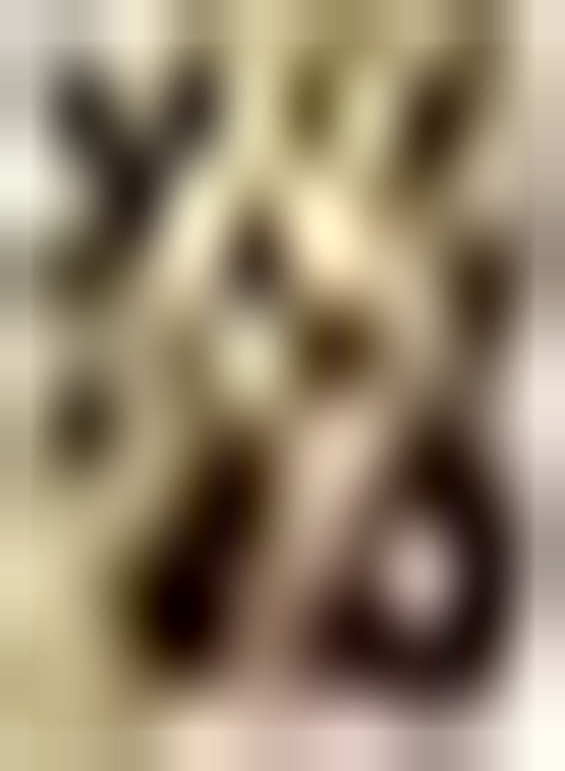 GGOOT 4Stück orangefarbene Calla Lilien Zwiebeln seltene Sorten pflegeleicht bringt Erfüllung natürliches Wachstum Landschaftsgestaltung Vielseitigkeit Calla Zwiebeln - Image 1