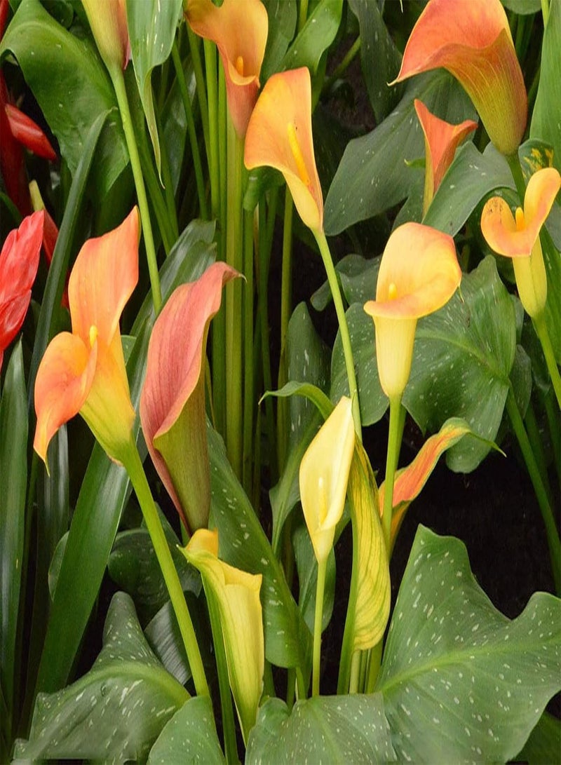 GGOOT 4Stück orangefarbene Calla Lilien Zwiebeln seltene Sorten pflegeleicht bringt Erfüllung natürliches Wachstum Landschaftsgestaltung Vielseitigkeit Calla Zwiebeln - Image 2