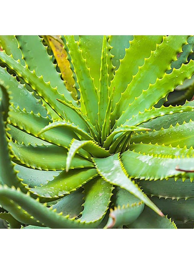 زهر أوراق الصبار الطازجة لبشرة الوجه، أوراق الصبار العضوية لنمو الشعر، عصير طبيعي للعناية بالبشرة 1 كجم - Image 4