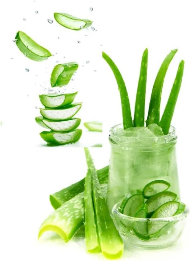 زهر أوراق الصبار الطازجة لبشرة الوجه، أوراق الصبار العضوية لنمو الشعر، عصير طبيعي للعناية بالبشرة 1 كجم - Image 5