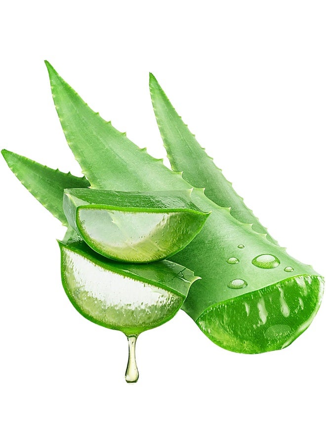 زهر أوراق الصبار الطازجة لبشرة الوجه، أوراق الصبار العضوية لنمو الشعر، عصير طبيعي للعناية بالبشرة 1 كجم - Image 1