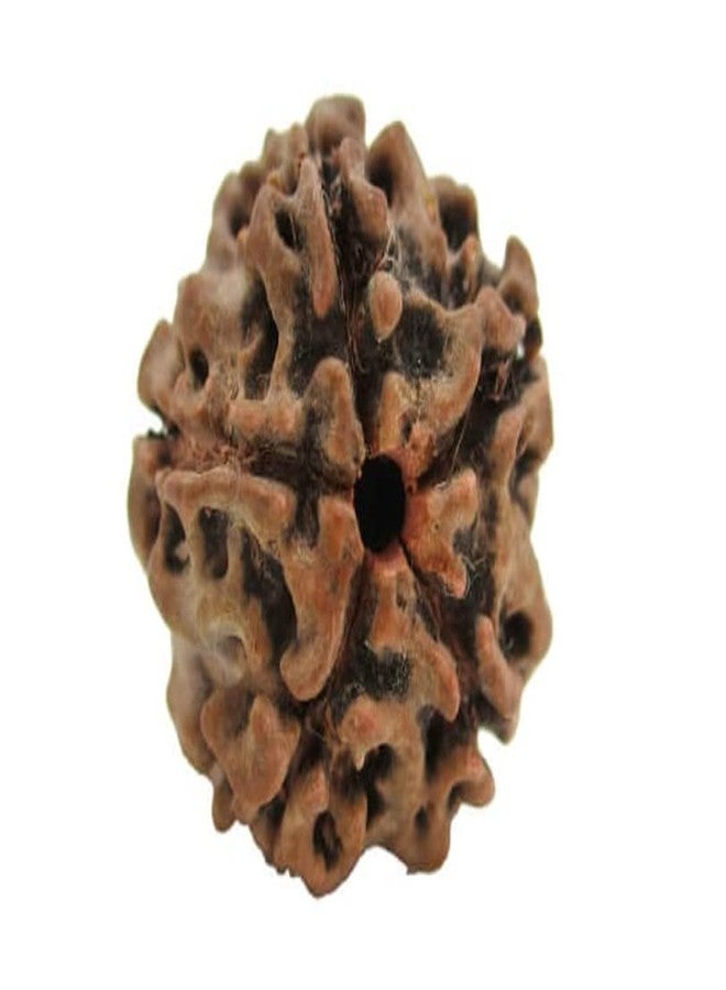 9STARS 5 Mukhi نيبالي أصلي معتمد Rudraksha 17 مم غطاء पांच मुकी नेपाली रुग्राक्ष सिल्वर पेंडANT के साथ Panch Mukhi Rudraksh خرزة بنية بخمسة وجوه - Image 2