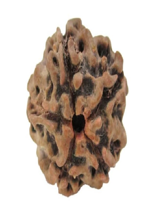 9STARS 5 Mukhi نيبالي أصلي معتمد Rudraksha 17 مم غطاء पांच मुकी नेपाली रुग्राक्ष सिल्वर पेंडANT के साथ Panch Mukhi Rudraksh خرزة بنية بخمسة وجوه - Image 1