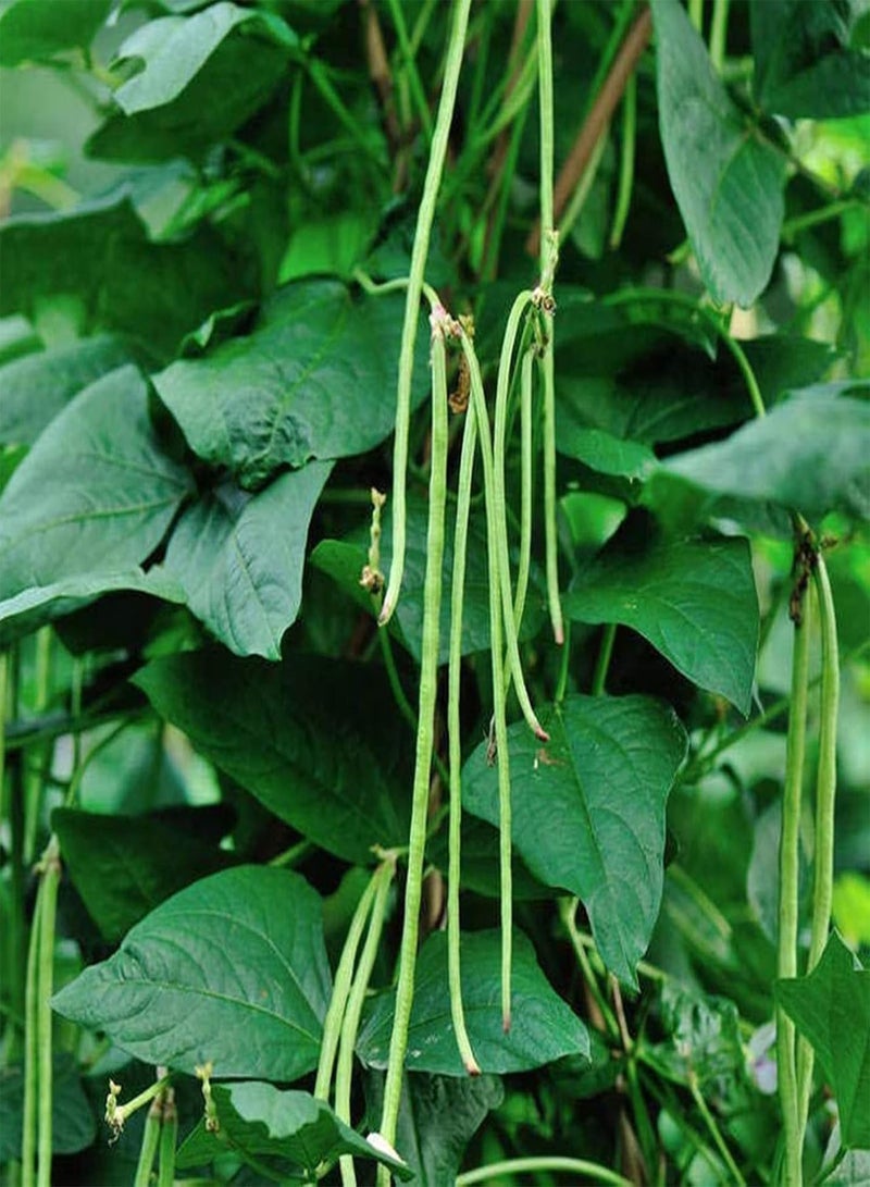 جي جوت 250 قطعة من بذور الفاصوليا الطويلة النباتية، بذور فاصوليا طويلة طبيعية طازجة غير معدلة وراثيًا، إكسسوارات زراعية للمنزل والحديقة والشرفة وبذور نباتات للفناء - Image 2
