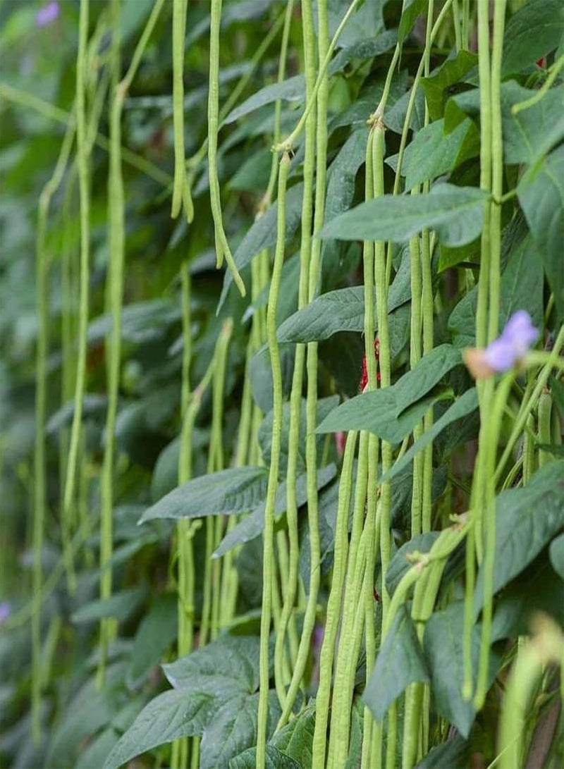 جي جوت 250 قطعة من بذور الفاصوليا الطويلة النباتية، بذور فاصوليا طويلة طبيعية طازجة غير معدلة وراثيًا، إكسسوارات زراعية للمنزل والحديقة والشرفة وبذور نباتات للفناء - Image 3