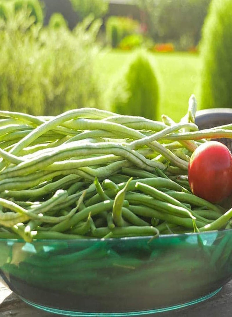 جي جوت 250 قطعة من بذور الفاصوليا الطويلة النباتية، بذور فاصوليا طويلة طبيعية طازجة غير معدلة وراثيًا، إكسسوارات زراعية للمنزل والحديقة والشرفة وبذور نباتات للفناء - Image 4