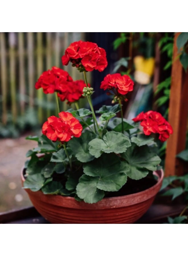 100 Pcs Bonsai Geranium Seeds For Home Graden Easy To Plant
