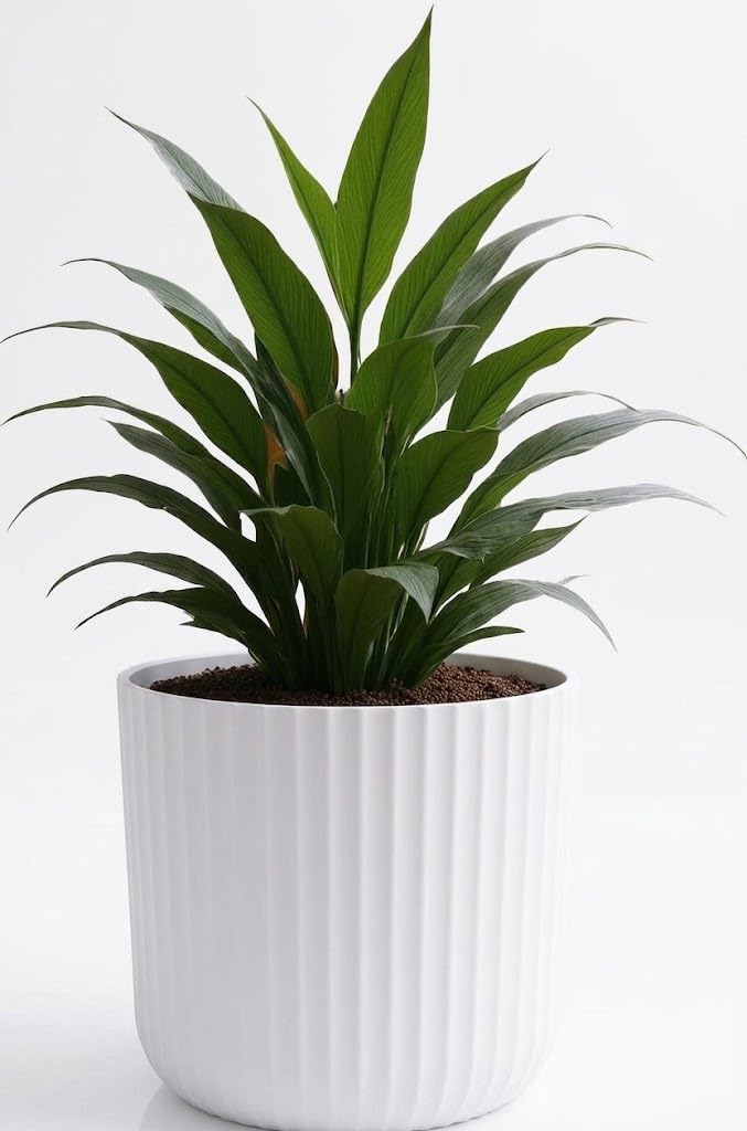ميريديان Meridian وعاء زرع بلاستيك أبيض مموج – 30 × 28 سم، قطعتان، للديكور الداخلي والخارجي - Image 2