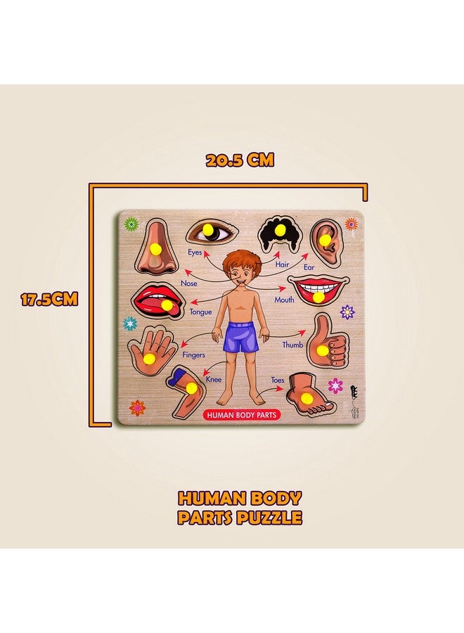 Lefan Wooden Puzzles Wooden Human Body Parts Puzzle Educational Anatomy Toy for Kids Educational Montessori Learning Puzzle for Toddlers & Preschoolers (Body Wooden Big) - Image 2