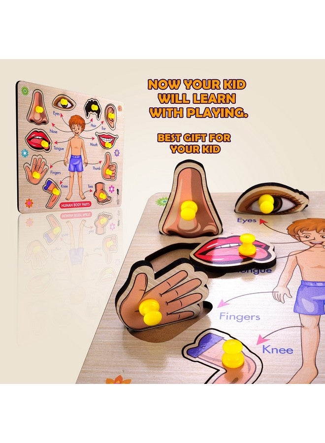 Lefan Wooden Puzzles Wooden Human Body Parts Puzzle Educational Anatomy Toy for Kids Educational Montessori Learning Puzzle for Toddlers & Preschoolers (Body Wooden Big) - Image 4
