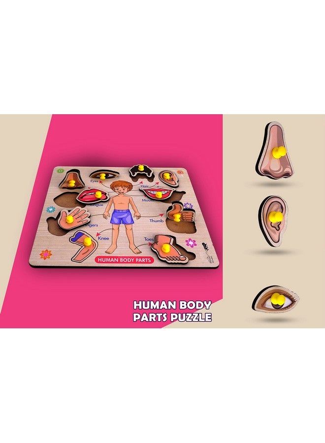 Lefan Wooden Puzzles Wooden Human Body Parts Puzzle Educational Anatomy Toy for Kids Educational Montessori Learning Puzzle for Toddlers & Preschoolers (Body Wooden Big) - Image 5