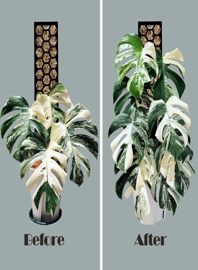 Haispring Plastic Moss Pole 4 Pcs Plant Stakes Extending to 62 Inch for Training Indoor Climbing Plants Such as Monstera to Grow Upwards-Use Plant Support Poles Work with Sphagnum Moss or Other soils - Image 4