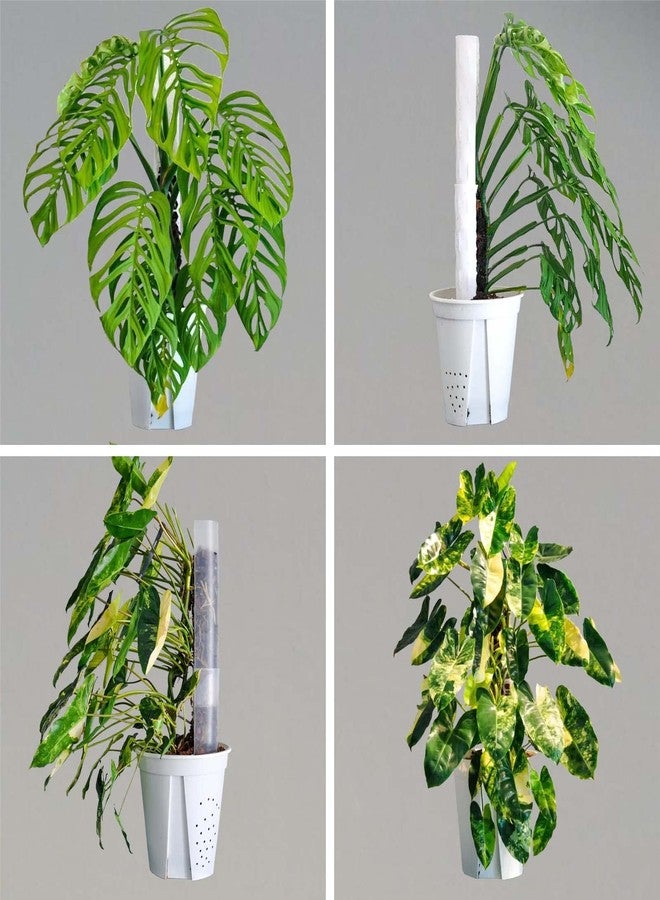 Haispring Plastic Moss Pole 4 Pcs Plant Stakes Extending to 62 Inch for Training Indoor Climbing Plants Such as Monstera to Grow Upwards-Use Plant Support Poles Work with Sphagnum Moss or Other soils - Image 2