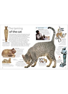 Cat  - Image 5