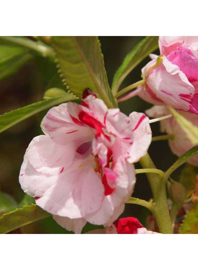 Balsam Single Desi Flower Seeds
