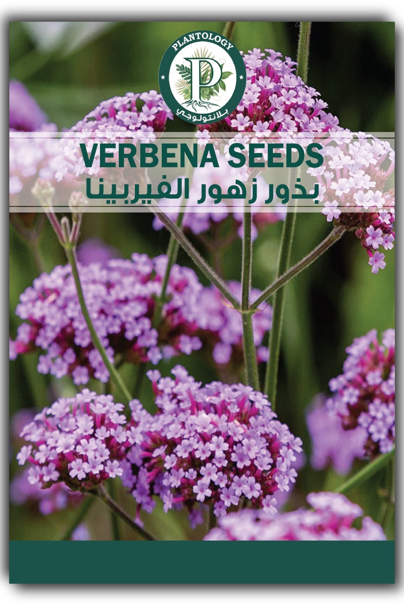 بذور فيربينا للزراعة - بذور زهور وردية جذابة للزراعة في الحديقة المنزلية أو العشب