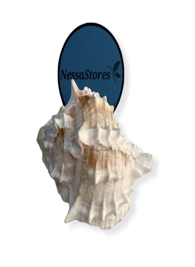 NessaStores - صدفة سرطان البحر الناسك الوردي Murex Phyllonotus erythrostomu 3 1/2 بوصة - 4 بوصة #JC-041 (3 قطع) - Image 1
