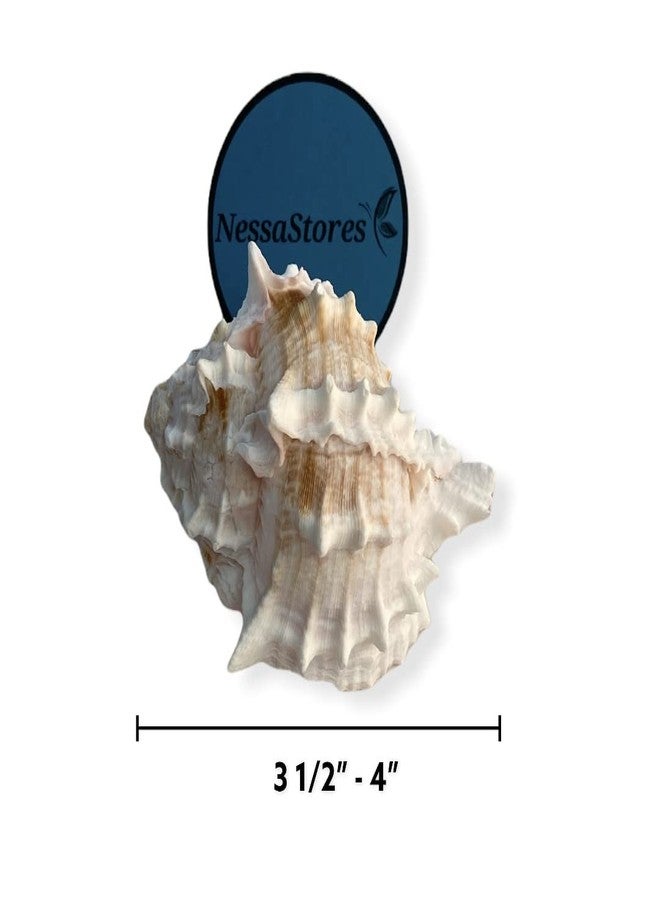NessaStores - صدفة سرطان البحر الناسك الوردي Murex Phyllonotus erythrostomu 3 1/2 بوصة - 4 بوصة #JC-041 (3 قطع) - Image 3