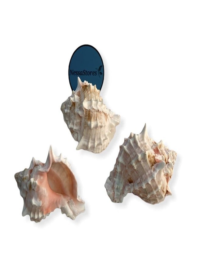 NessaStores - صدفة سرطان البحر الناسك الوردي Murex Phyllonotus erythrostomu 3 1/2 بوصة - 4 بوصة #JC-041 (3 قطع) - Image 2