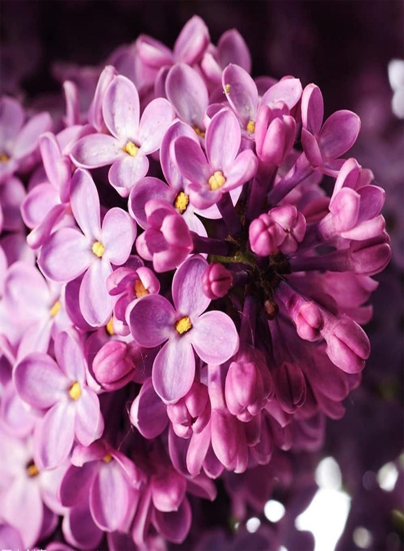 GGOOT 150pcs Variety of Colors Mixed Gorgeous Lilac Seeds Large Area Planting Effect is Good Best Choice for Decorative Flower Beds Frame Window Frames, Multi - Image 3