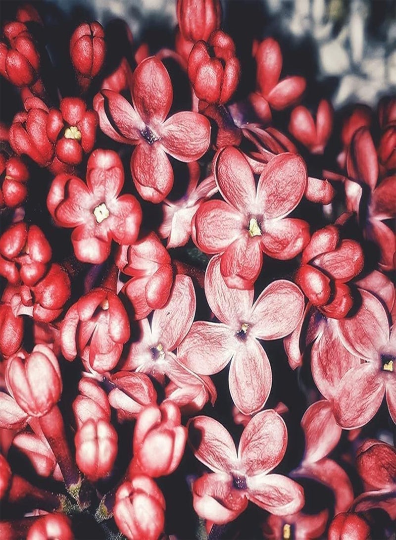 GGOOT 150pcs Variety of Colors Mixed Gorgeous Lilac Seeds Large Area Planting Effect is Good Best Choice for Decorative Flower Beds Frame Window Frames, Multi - Image 5