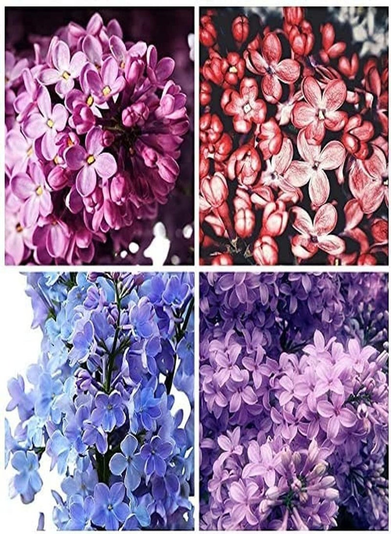 GGOOT 150pcs Variety of Colors Mixed Gorgeous Lilac Seeds Large Area Planting Effect is Good Best Choice for Decorative Flower Beds Frame Window Frames, Multi - Image 1